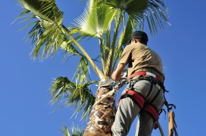 Professional Tree Removal Service Appleton